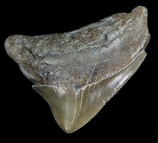 Juvenile Megalodon Tooth - Serrated Blade #56625